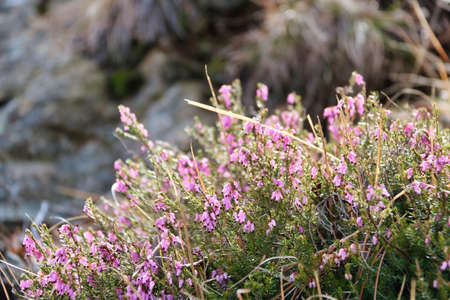 flowering pink cinerea heather in the nature, springtimeの写真素材
