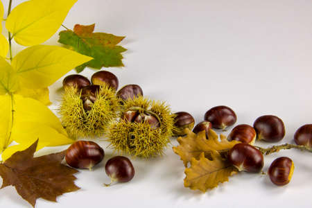 autumn background with chestnuts and leaves, copy spaceの写真素材
