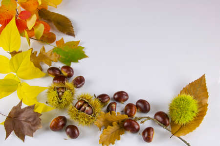 group of chestnuts, husk and colored leaves of autumn, white background, copy spaceの写真素材