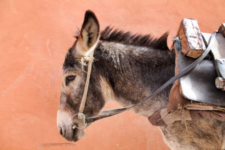 close profile portrait of a gray mule, pink wall on backgroundの写真素材