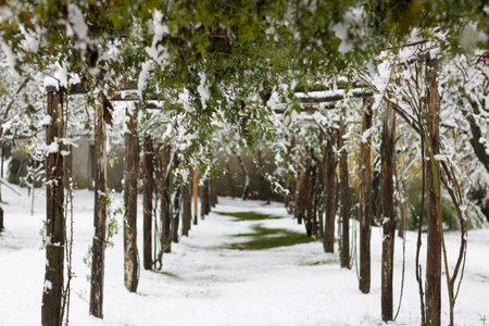 perspective of a pathway in winter under a pergola covered with snowの写真素材