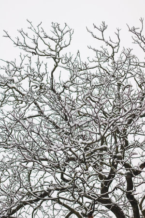 branches of walnut tree in winter covered with snow, isolarted on white sky, verticalの写真素材