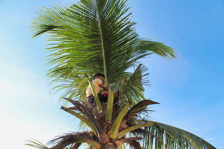 Katupat, Togian islands - September 2,2014: unknown young boy climbing on top of the tree to pluck coconuts in a sunny day of summer, Sulawesi, Indonesiaのeditorial素材