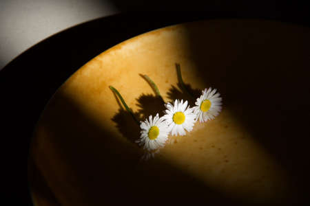three daisies in bloom on yellow surface between light and shadowsの写真素材