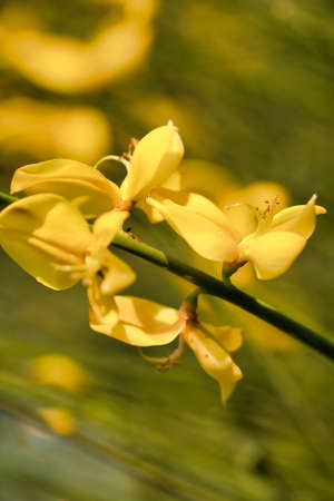 soft focus on details of yellow flowers in a spring fieldの写真素材