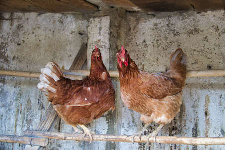 two brown hens standing on wooden stick in the chicken coop looking in cameraの写真素材