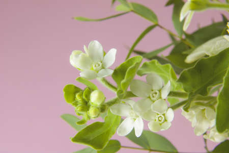 branch of small white flowers isolated on light pink backgroundの写真素材