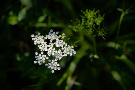 stem of delicate small white flowers in the sun light in nature