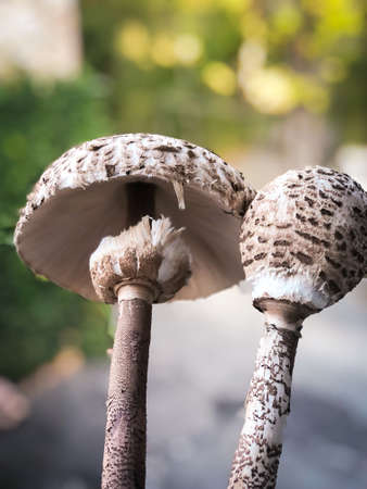 edible mushrooms colled drum mallet for their shape before openingの写真素材