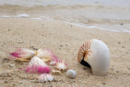 tropical sea shells and flowers on sand along shorelineの写真素材