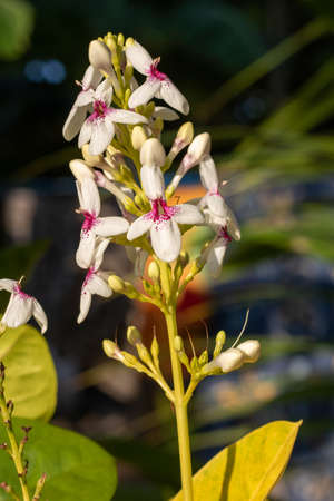 beautiful branch of tropical flowers in natureの写真素材