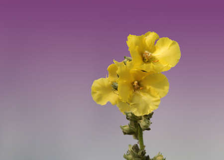 branch of yellow flowers isolated on parple nuanced backgroundの写真素材