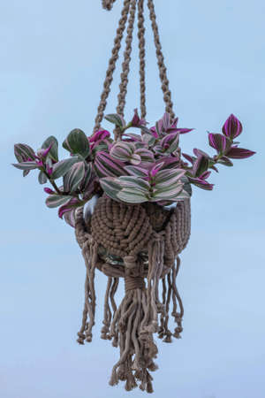 macrame hanging basket made of natural cotton rope with spring plant, against blue sky, home decor