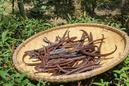 bamboo basket full of vanilla pods dried in the sun, exotic spiceの写真素材