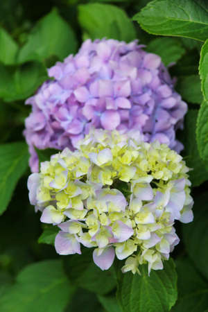 close view of lilac hydrangea flowers between green leaves, summer season
