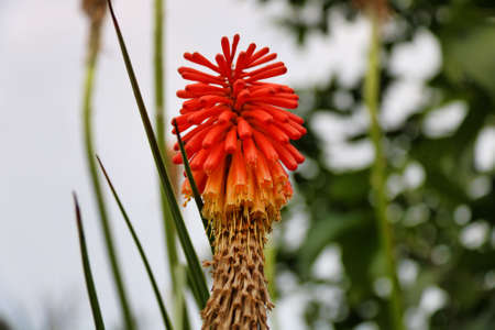 close view of aloe vera flower in bloom in nature, defocused backgroundの写真素材