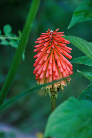 aloe vera flower in bloom between green leaves in natureの写真素材