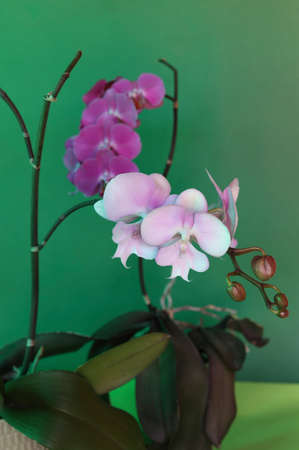 beautiful lilac and pink orchid branches in bloom on green background, copy spaceの写真素材