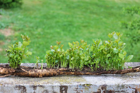 view of poplar root full of sprouts on old concrete wall, defocused background