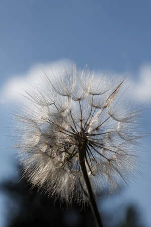 texture of large dandelion in front of defocused blue sky, copy space