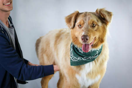 portrait of australian shepherd dog with green bandana around the neck caressed by a boy