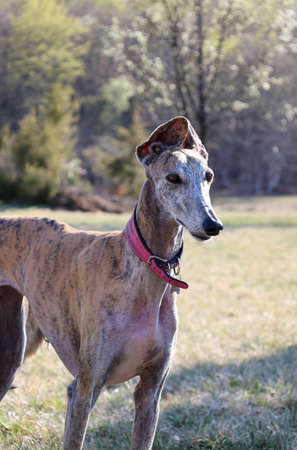 close portrait of greyhound with raised ears in the nature, copy spaceの写真素材