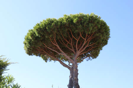 foliage of maritime pine against blue sky, copy spaceの写真素材