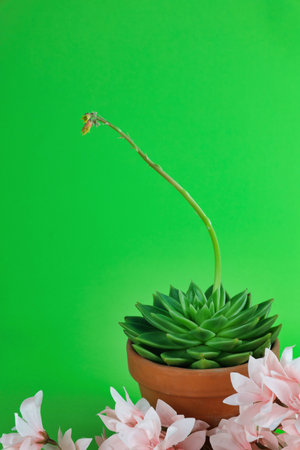potted echeveria succulent plant in bloom isolated on green background, copy spaceの写真素材