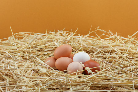 group of fresh eggs in wheat straw nest on orange background, copy spaceの写真素材