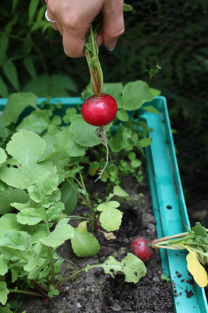 woman hand holding ripe frash radishes from earth tank just washedの写真素材