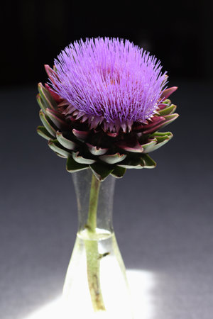 aritchoke stem in bloom in a vase, defocused backgroundの写真素材