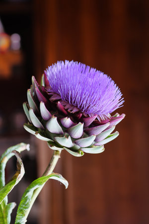 close view of artichoke flower in a vase, defocused backgroundの写真素材