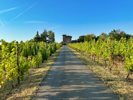 beautiful landscape of italian vineyards in summer seasonの写真素材