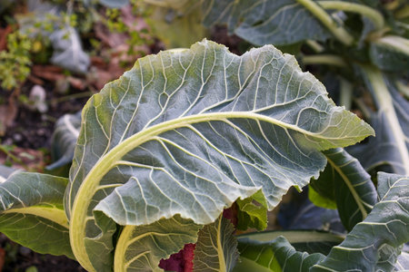close view of veins of a cauliflower frozen leaf in natureの写真素材