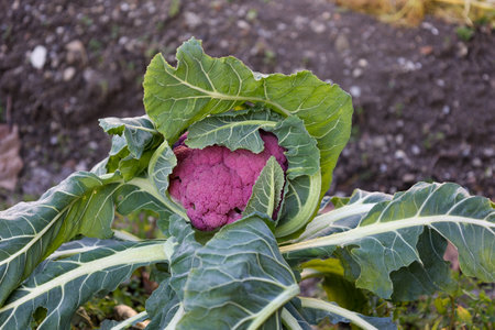 ripe purple cauliflower and green leaves in vegetable gardenの写真素材
