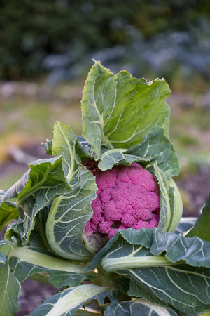 ripe purple cauliflower covered from green leaves in vegetable garden. Verticalの写真素材