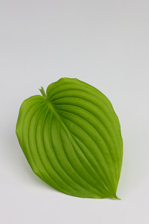 isolated hosta green leaf in the shape of heart, copy spaceの写真素材