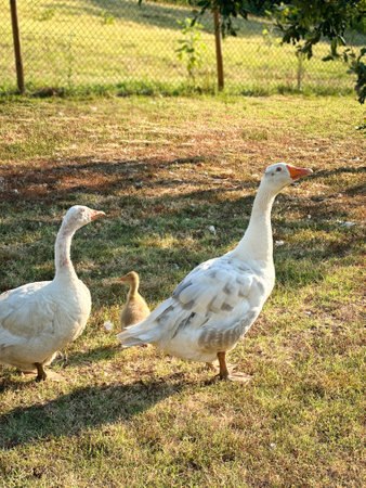 group of domestic geese in fenced fieldの写真素材