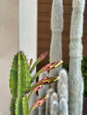 group of six buds on a cereus cactus in ornamental gardenの写真素材