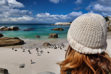 focus on penguin colony at boulders beach, western cape. South Africaの写真素材