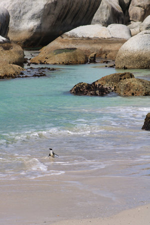 african penguin walking in the water, boulders beach. South Africaの写真素材
