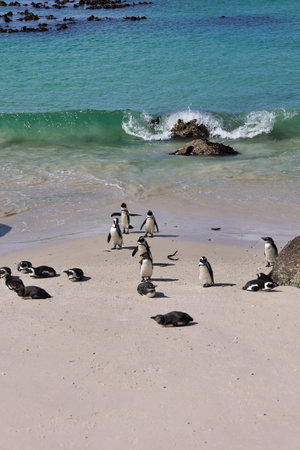 colony of african penguins in boulders beach vertical, South Africaの写真素材