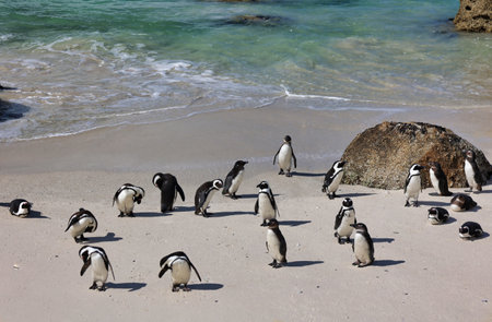 close view of penguin colony at boulders beach. South Africaの写真素材
