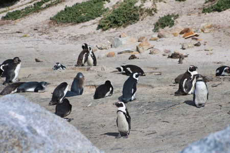 penguins on the sand they dry in the sun, south Africaの写真素材