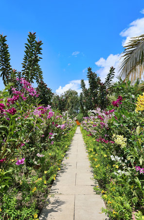 tropical garden with many species of orchid plants in different colors, vietnamの写真素材