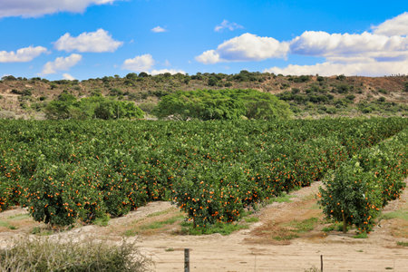 rows of orange trees with ripe fruits in plantation, copy spaceの写真素材