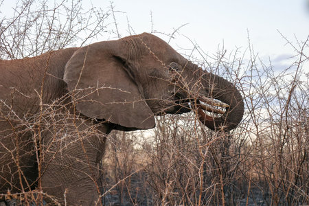 close portrait of elephant eating branches with thorns, south africa
