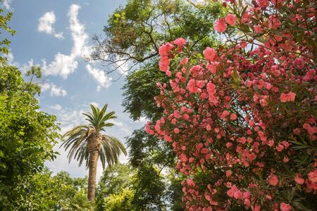 Ayora Garden, Jardin de Ayora. A private garden from the 19th century. Built by an aristocratic...