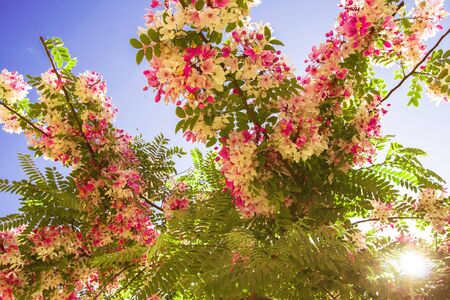 Spring Blossoming Tree with the Pink and White Flowers. Bright, Sunny Dayの写真素材