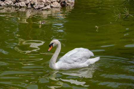 Jardines del Real, Jardin de Viveros - public park in Valencia, Spain.のeditorial素材
